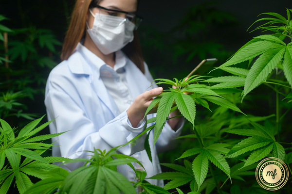 A cannabis horticulturist amongst cannabis plants