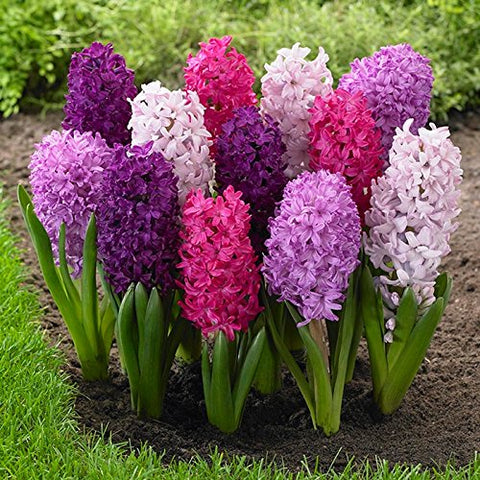 hyacinth-mix-flower-bulb