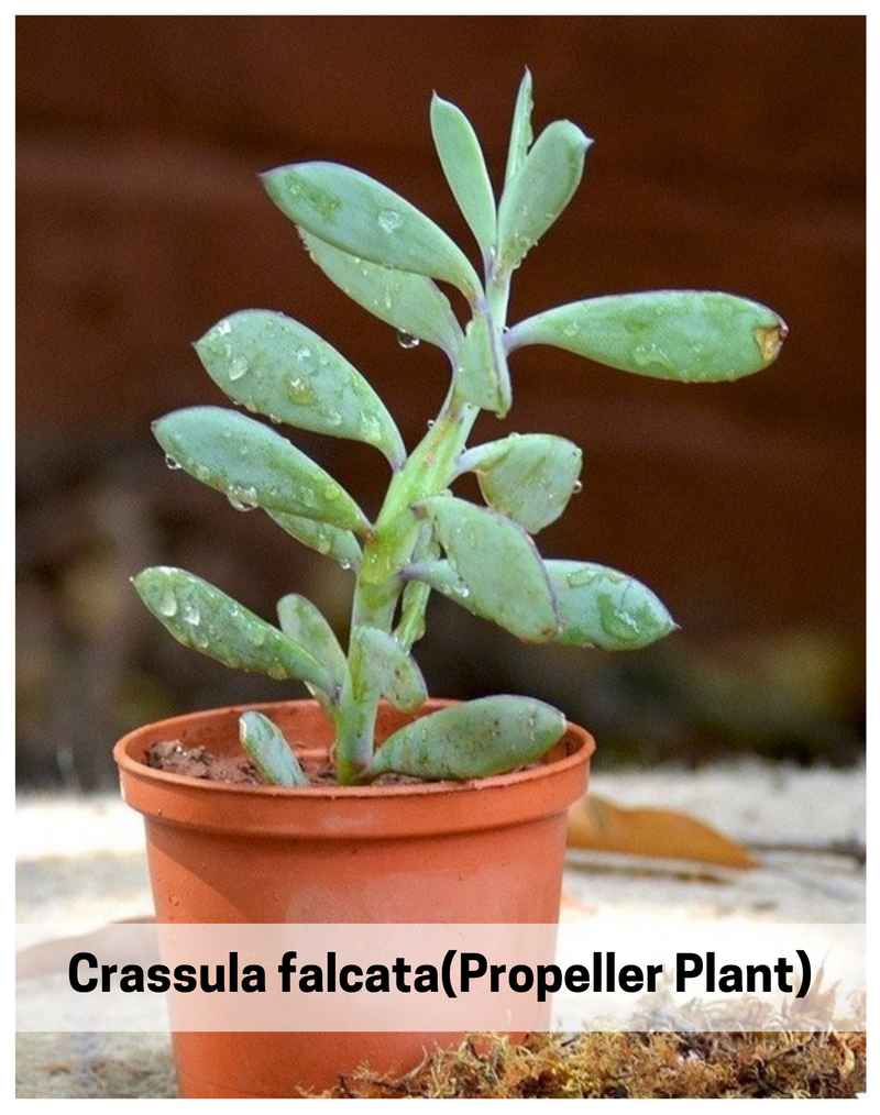 Udanta® I Crassula falcata(Propeller Plant) succulent plant