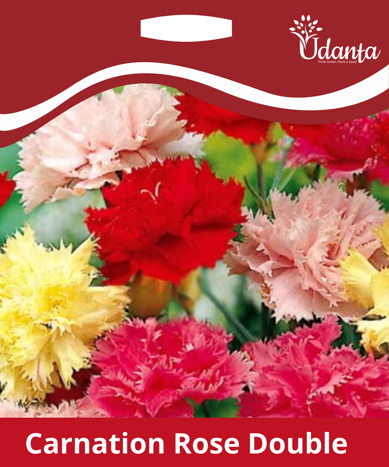 Udanta ®I  Carnation Rose Double Mixed Hybrid Flower Seeds