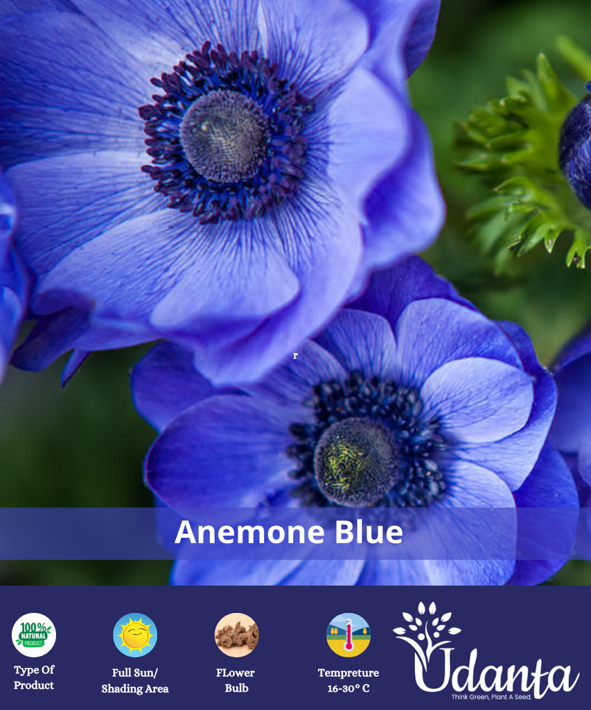 Plantogallery I Anemone Imported Blue Colour Flower Bulbs Pack Of ...