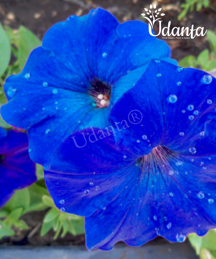 Plantogallery Petunia blue colour F1 hybrid flower pack of 20 ...