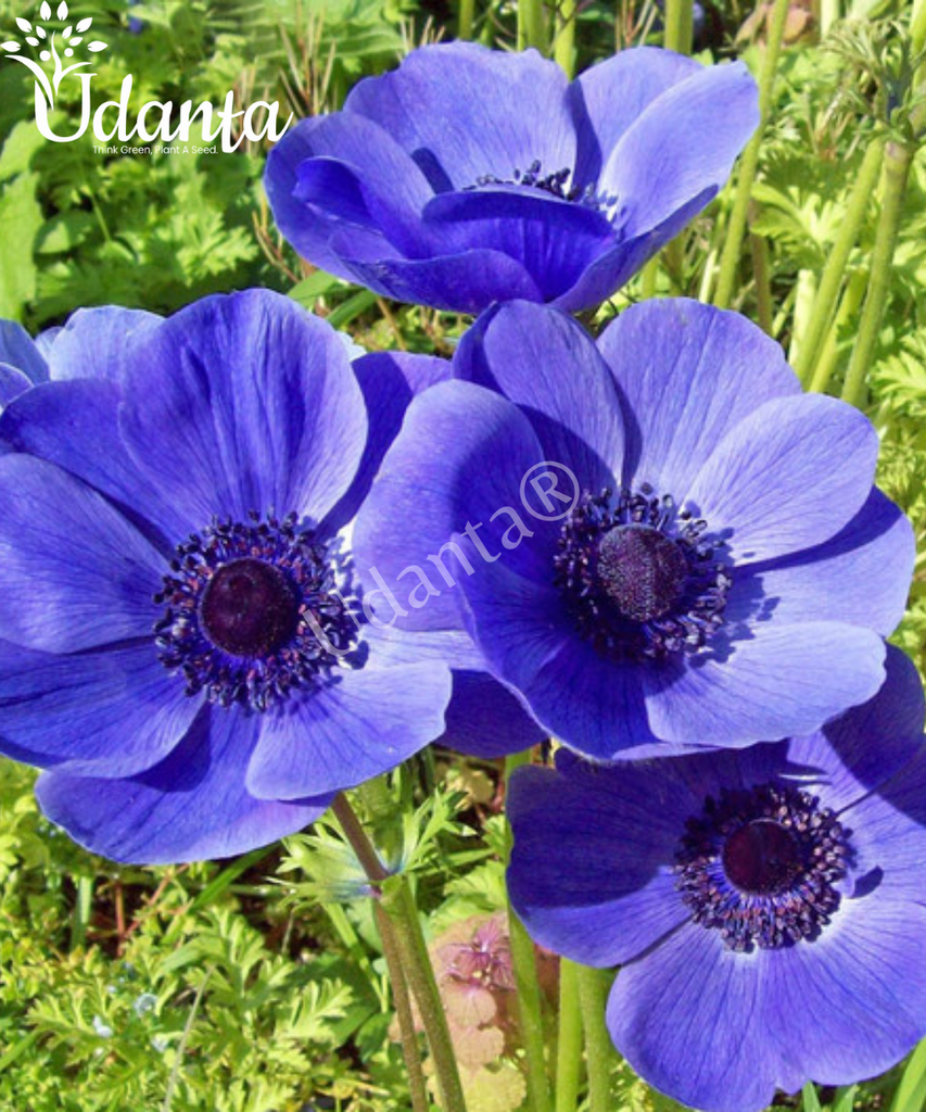Plantogallery I Anemone Imported Blue Colour Flower Bulbs Pack Of ...