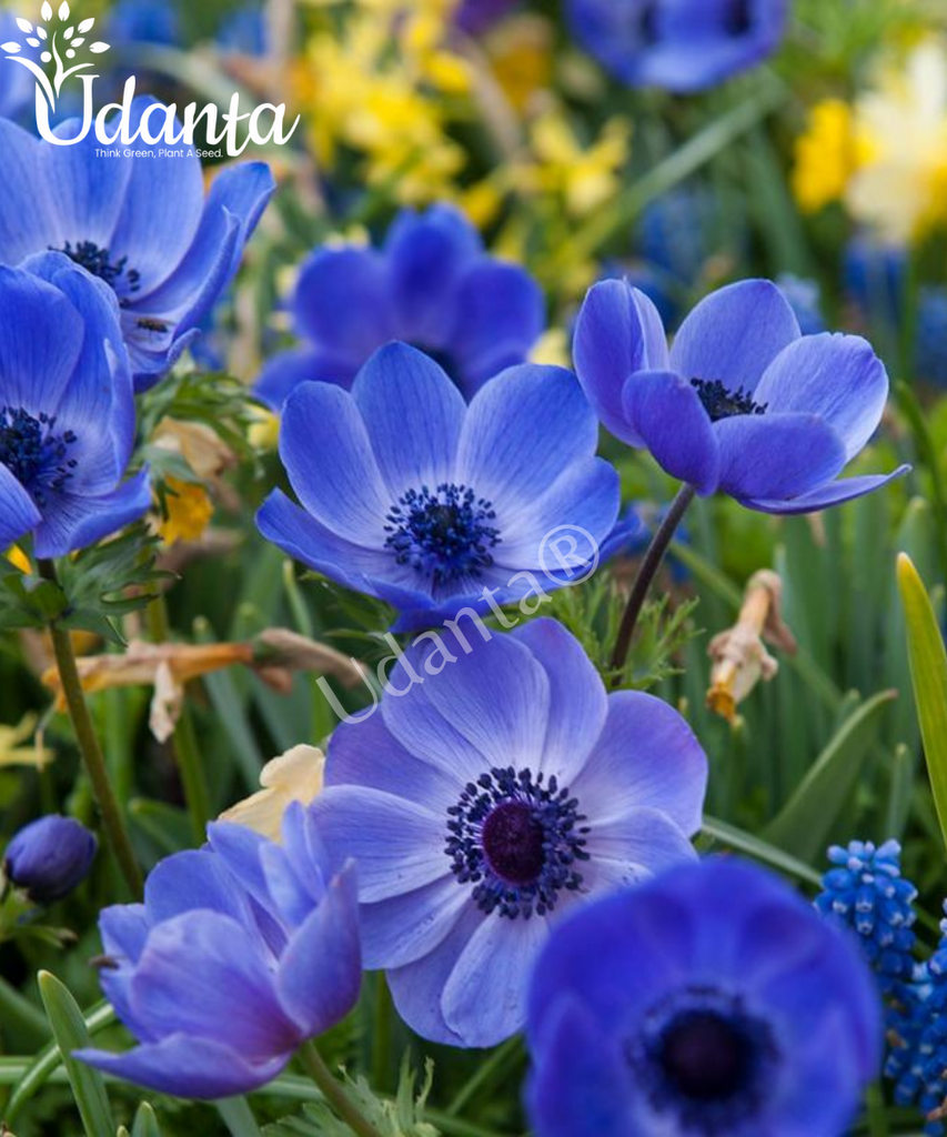 Plantogallery I Anemone Imported Blue Colour Flower Bulbs Pack Of ...