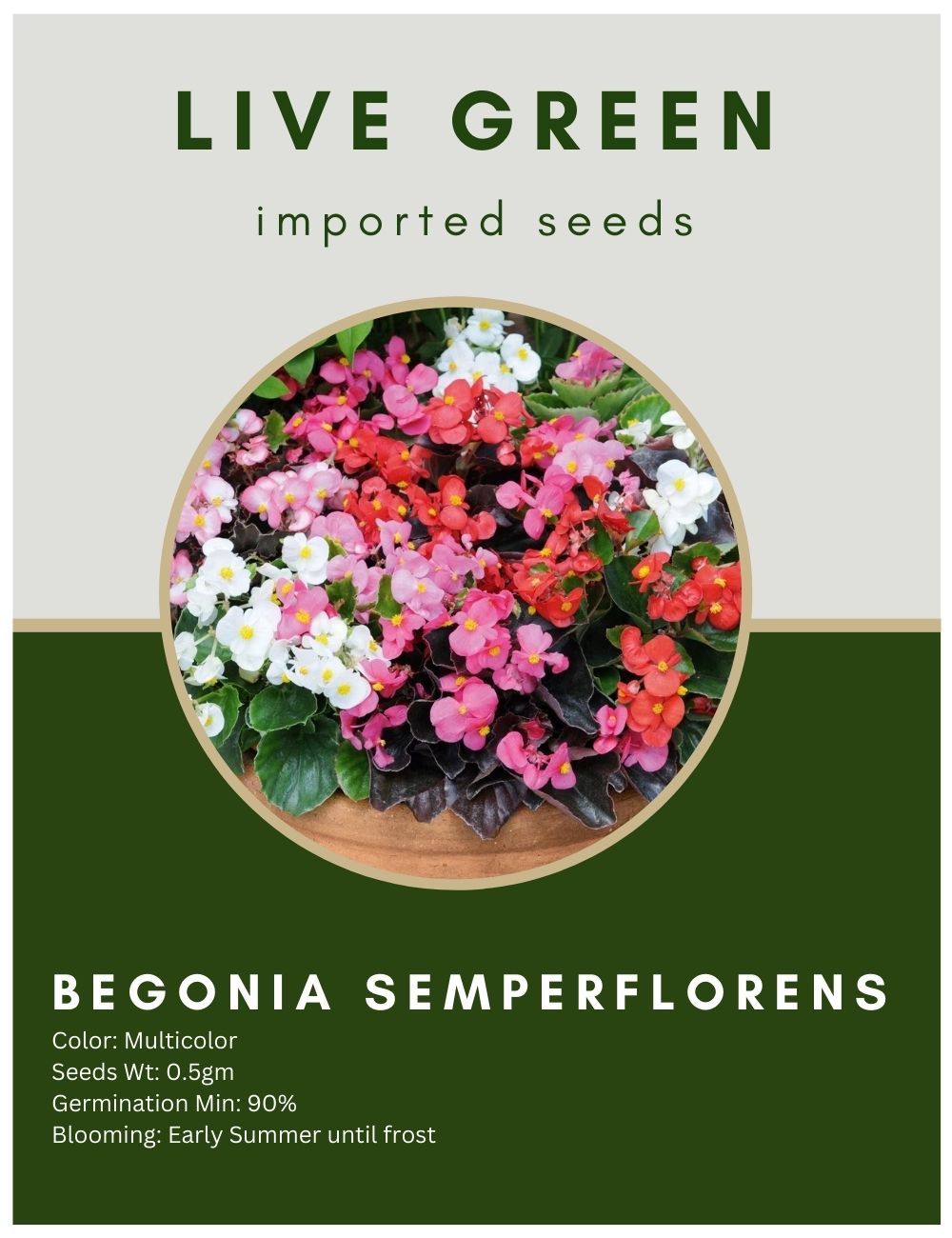 Live Green Imported Seeds - Begonia Semperflorens Mix Flower Seeds for