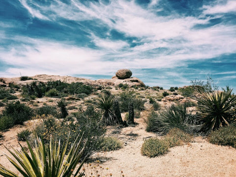 agave plants Mezcal vs Tequila