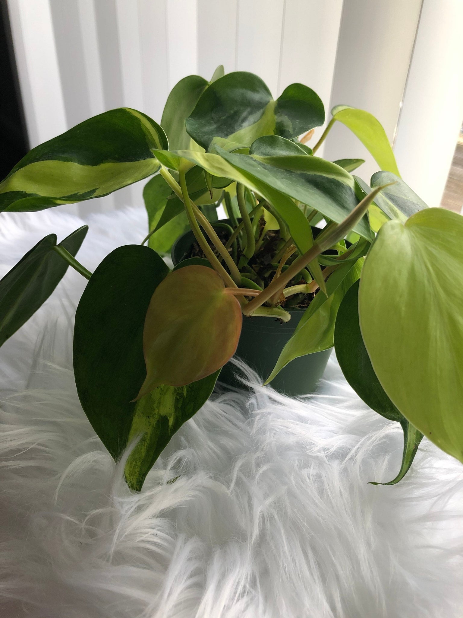 Philodendron Brasil (Hederaceum)