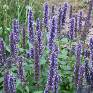 dry blue giant hyssop