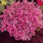 Pink Baby's Breath Seeds For Planting (Gypsophila elegans) – Seed Needs LLC