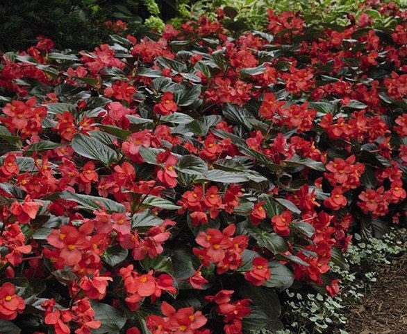 50+ Wax Begonia Red Flower Seeds- Begonia Semperflorens- Begonia Red W –  asho8744