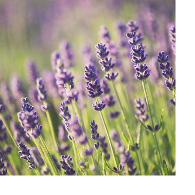 close up image of lavender in a field