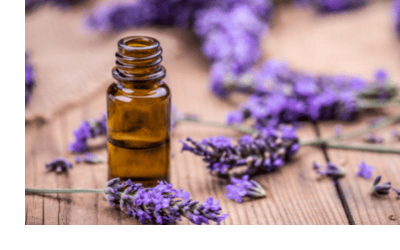 lavender essential oil