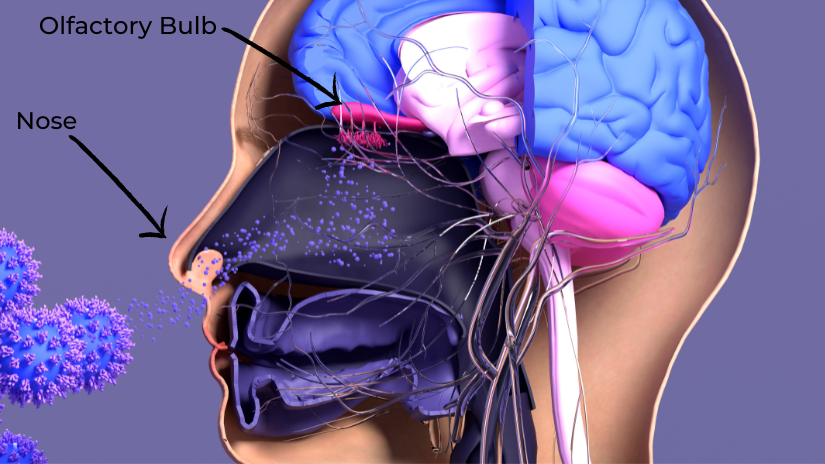 Olfactory Bulb and Nose: The Path of Smell