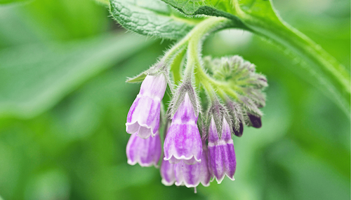 Ora's Amazing Herbal: All Natural Ingredients: Comfrey