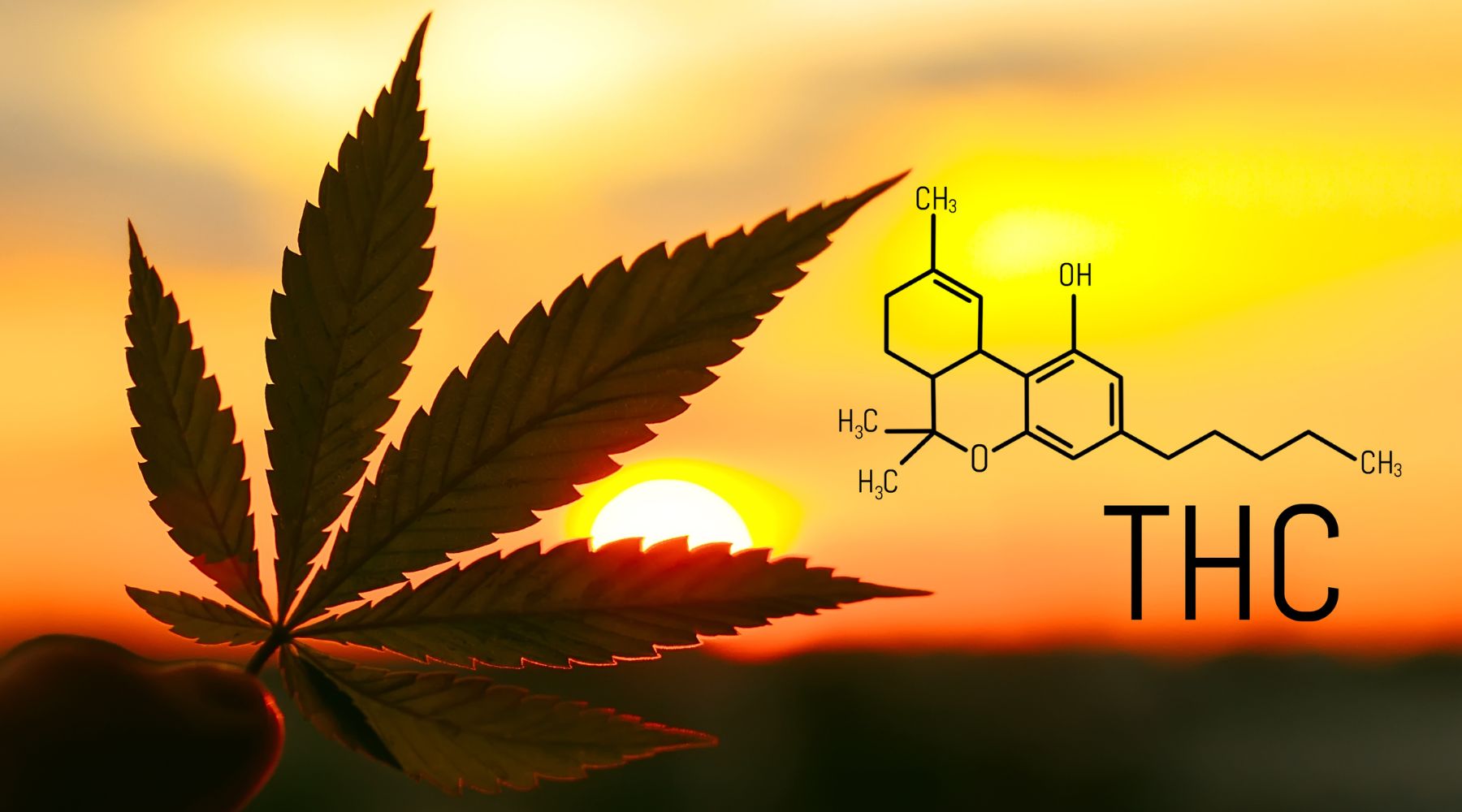 An image of a hemp leaf at sunset with the chemical symbol for THC