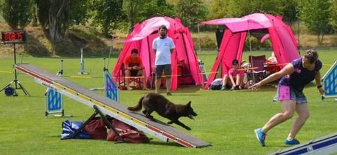 Agility_Nina_Kirchberger_Tag des Hundes NÄHXT Regensburg