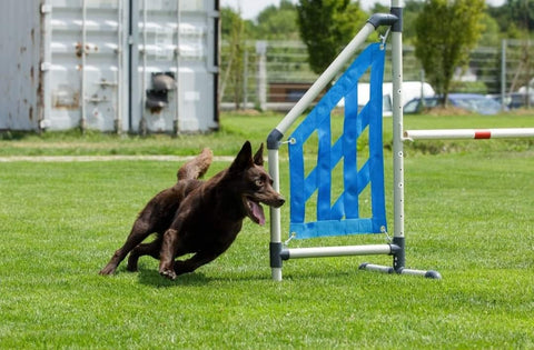 Agility_Nina_Kirchberger Tag des Hundes NÄHXT Regensburg