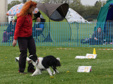 Rally Obedience Tag des Hundes NÄHXT Regensburg