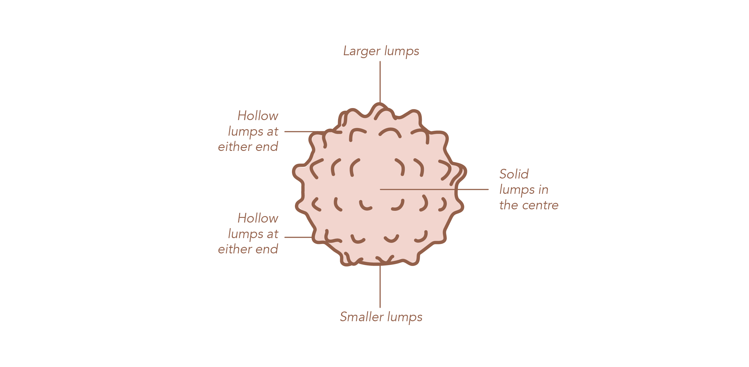 Lactamo anatomy