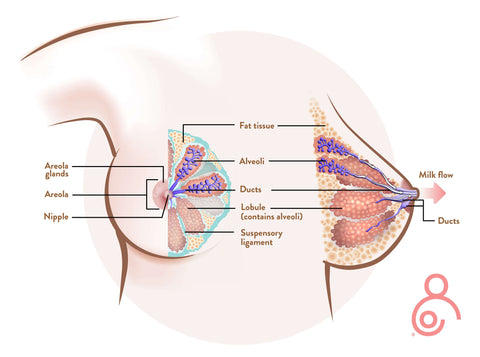 Breast Anatomy : How Breastfeeding Actually Works