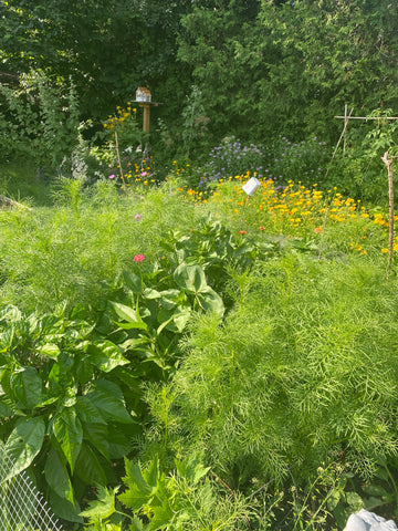 Image of the garden in full bloom, with a bird house tucked away amongst the foliage