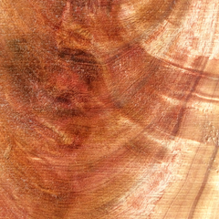 Albizia (Falcataria moluccana) wood grain with chatoyance