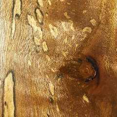 Avocado (Persea americana) wood grain with zone line spalting from fungi