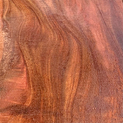 False Kamani (Terminalia catappa) burl wood grain