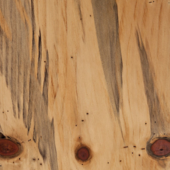 Norfolk Pine (Araucaria heterophylla) wood grain with blue stain spalting from chlorociboria fungus