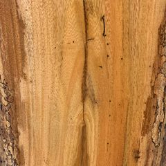Shower Tree (Cassia sp.) wood grain