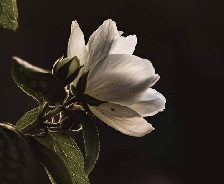 Les intemporelles fleurs blanches– H Parfums