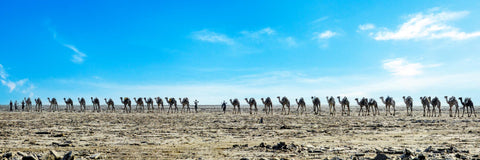 Camel caravan danakil desert Ethiopia