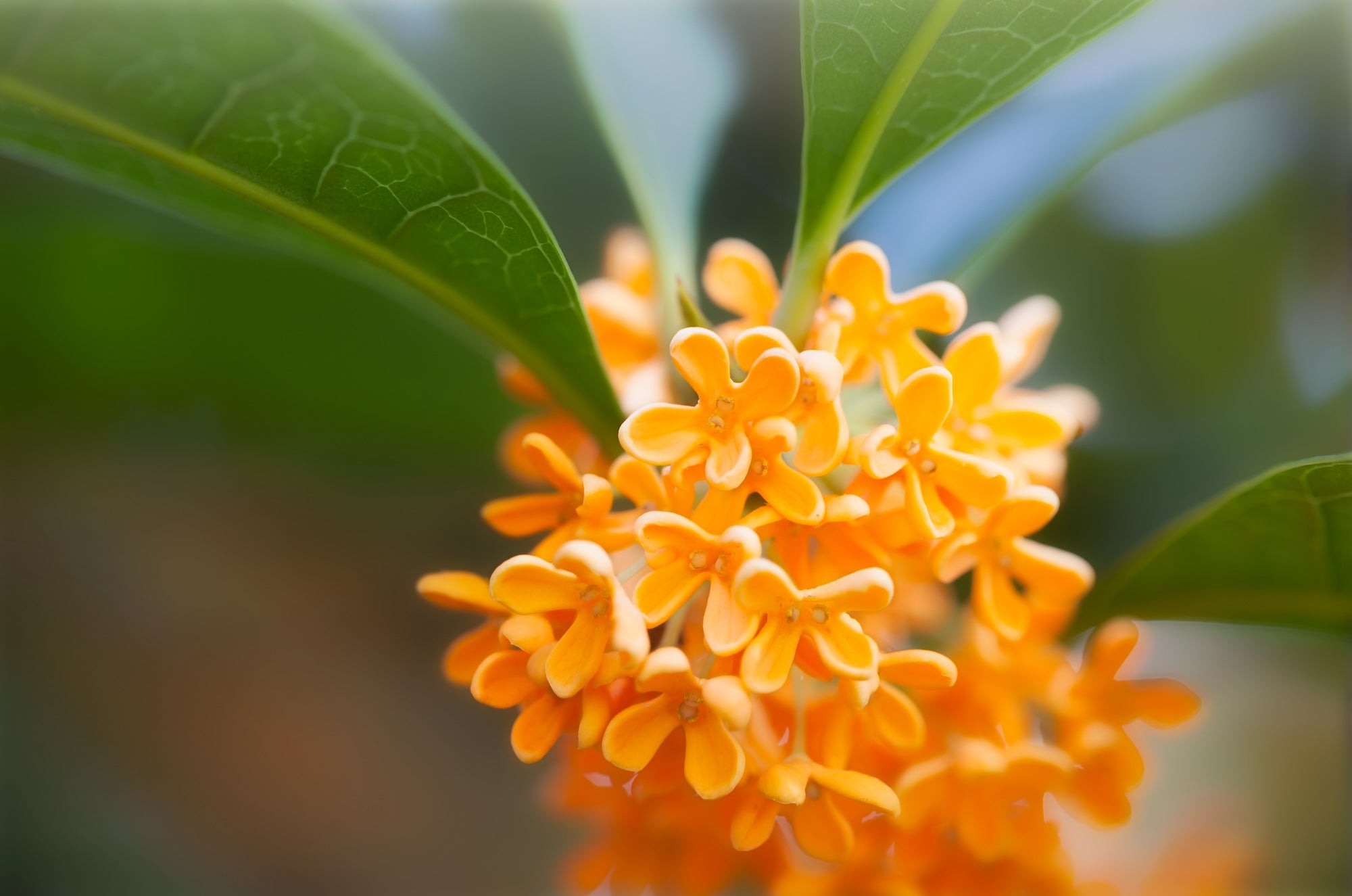 A close-up shot of blooming Osmanthus flowers with bright orange-yellow petals, surrounded by deep green leaves. The flowers