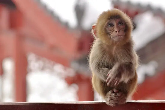 A young monkey sits on a wooden railing with a traditional Chinese temple in the background, symbolizing the legend of Da Hong Pao tea, which is said to have been discovered by a monk who noticed monkeys picking the tea leaves from the high cliffs of Wuyi