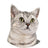 America shorthaired cat.jpg__PID:8094787d-da65-4168-a774-d31630a1cee7