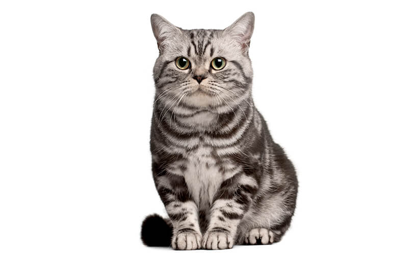 American shorthair-cat tabby cat
