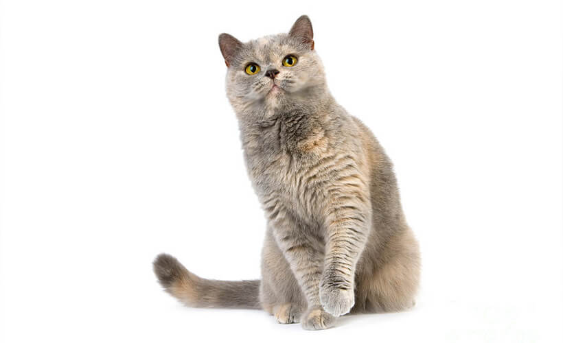 Blue Cream american shorthair cat