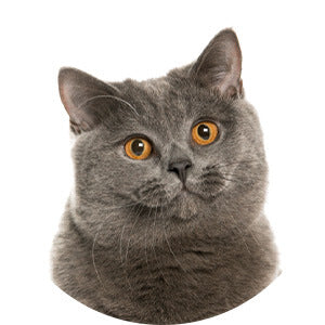 British shorthaired cat.jpg__PID:cf809478-7dda-45d1-a8e7-74d31630a1ce