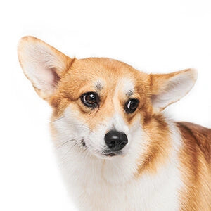 CORGI.webp__PID:c1f79d3f-3b83-48e3-adc3-a2b5f8353f84