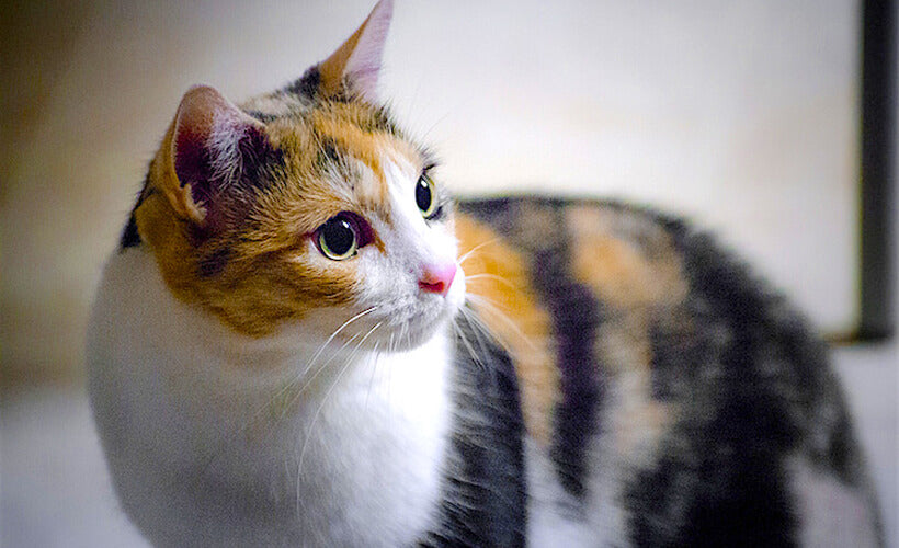 Calico american shorthair cat