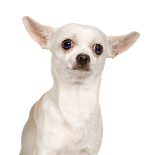 Chihuahua.jpg__PID:2a050bac-ed21-4caa-8f75-549640d3a05d