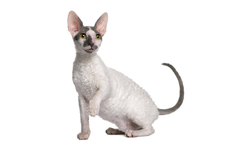 A Cornish Rex kitten sitting calmly embodying the unique characteristics of non-shedding and low-shedding cat breeds with its hairless appearance.