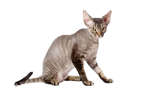 A Devon Rex kitten sitting calmly embodying the unique characteristics of non-shedding and low-shedding cat breeds with its hairless appearance.