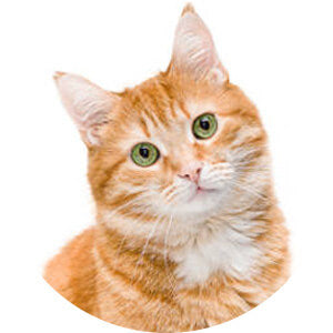 Domestic shorthaired Cat.jpg__PID:9db043cf-8094-487d-9a65-d168e774d316