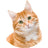 Domestic shorthaired Cat.jpg__PID:9db043cf-8094-487d-9a65-d168e774d316