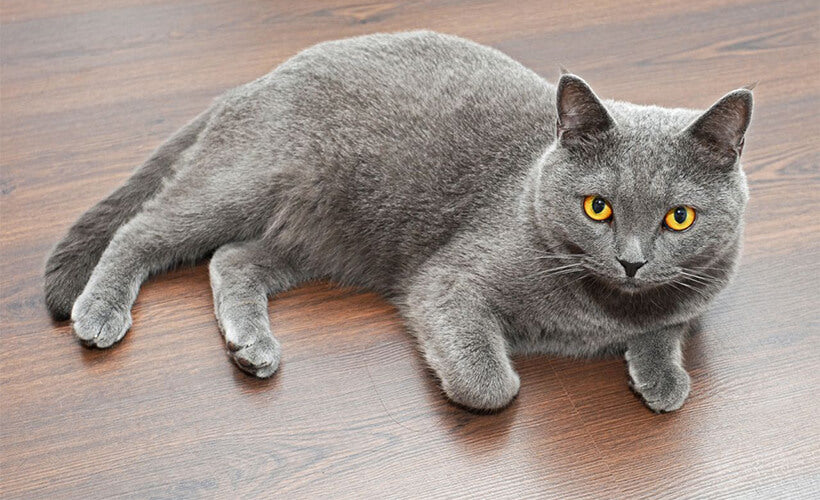 Grey-American-Shorthair-Cat