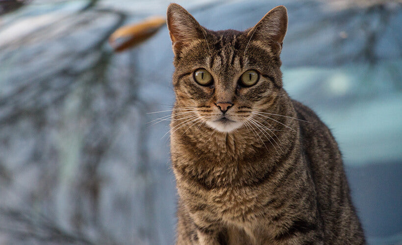 Mackerel Tabby America shorthaired