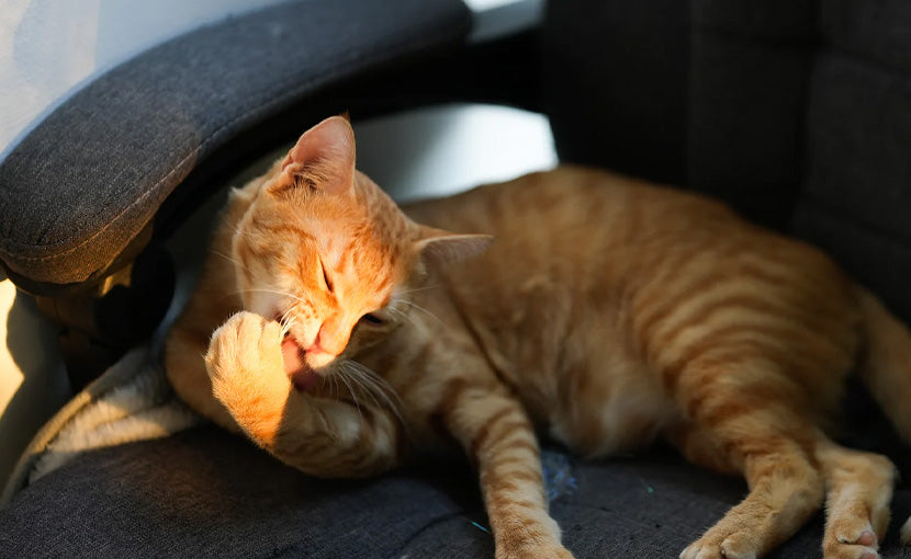 chat orange profite du soleil