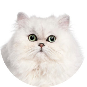 Persian Cat.jpg__PID:2a07add2-aa0f-416f-a25c-8a97b5f1717a