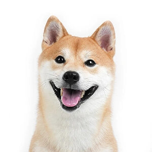 Shiba_Inu.webp__PID:f79d3f3b-83a8-432d-83a2-b5f8353f8491